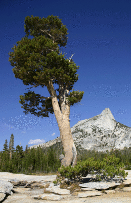 Tree and Peak