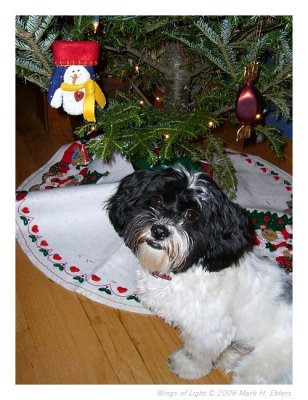 Buster B. under the Christmas Tree