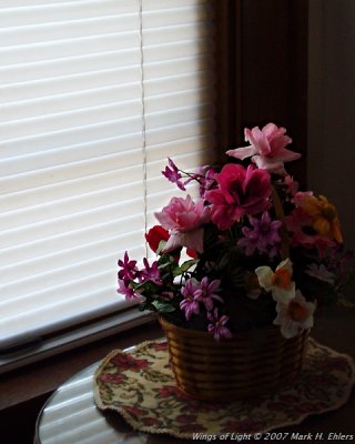 Flowers in Window Light