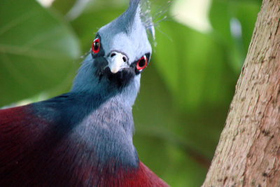 Tropical Bird