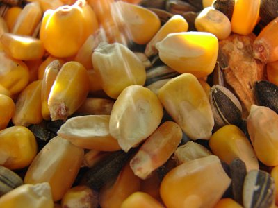 Corn Feed