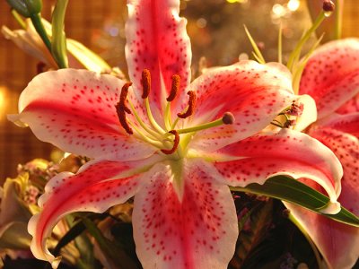 Christmas Lily