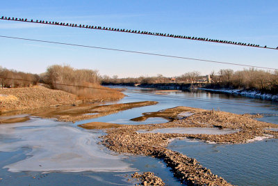 Birds on a cable