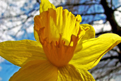 Daffodil