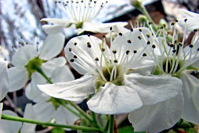 Flowering crabapple