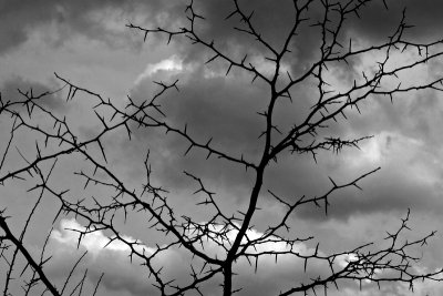 Tree of Thorns