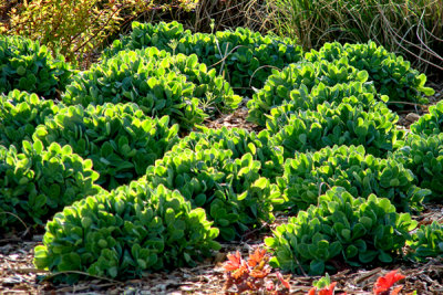 Veterans Park plant mounds