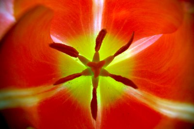 Inside a tulip