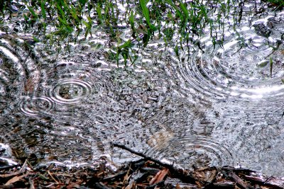 Rain puddle