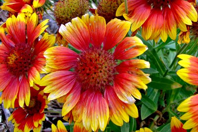 Blanket flowers