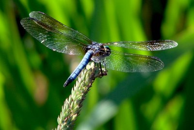 Blue Dasher Dragonfly - male