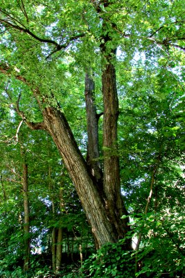 Big Tree.jpg