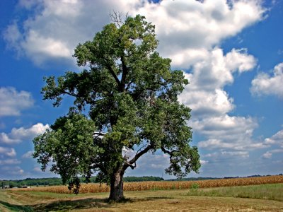 Country tree