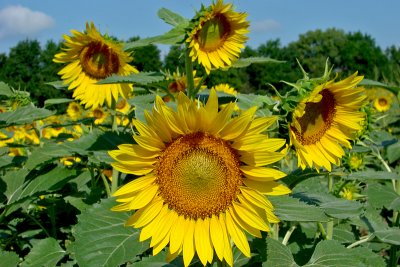 Four sunflowers