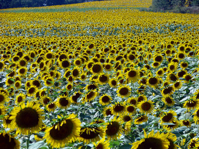 Sunflower fields forever
