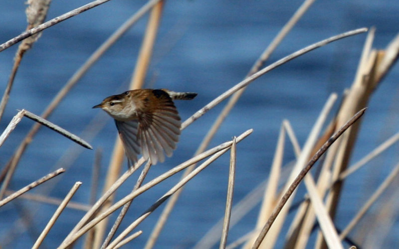 Marsh Wren