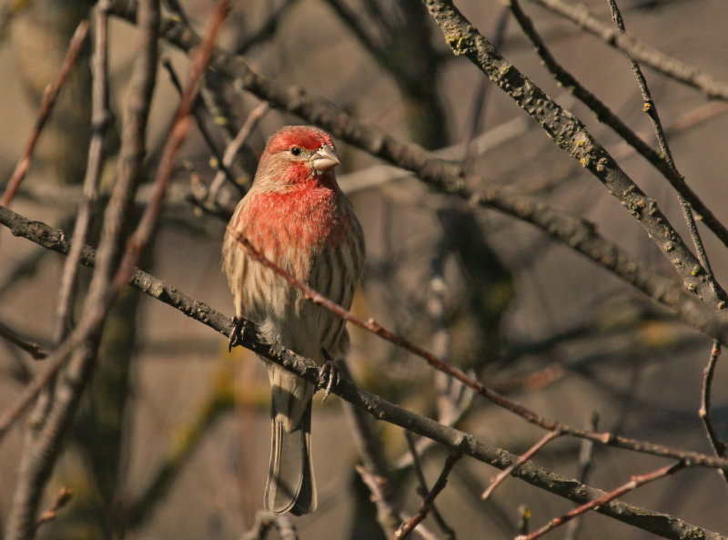 House Finch