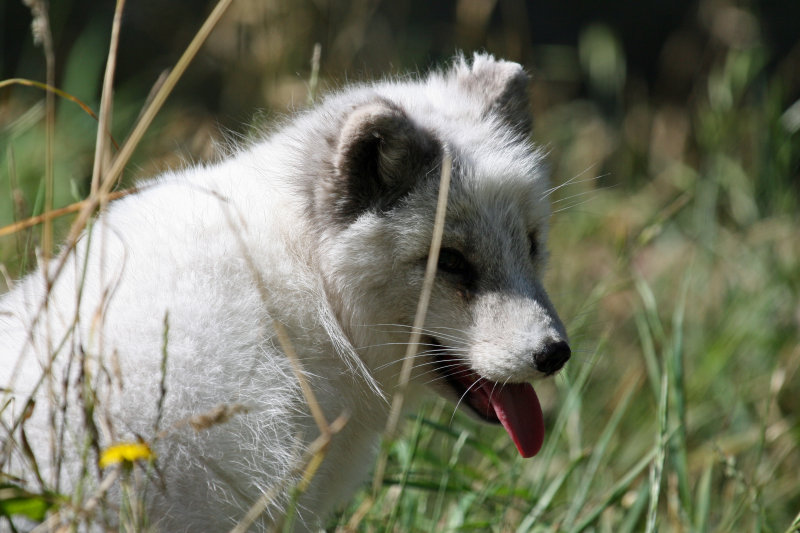 Artic Fox