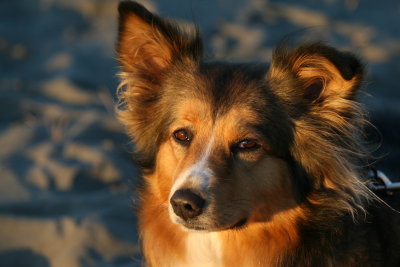 Sheila