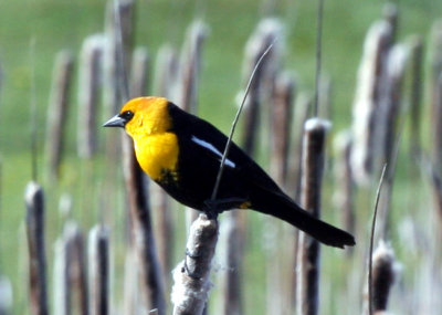 Yellow-headed Blackbird