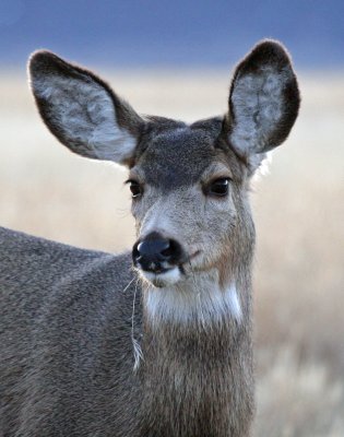 mule deer