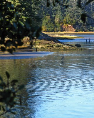 Great blue Heron