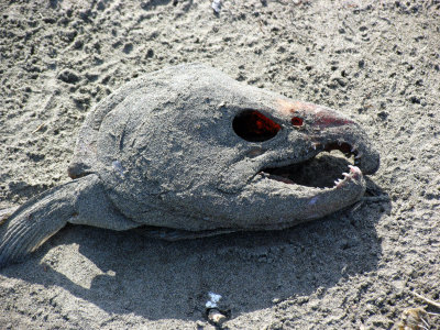 Beached
