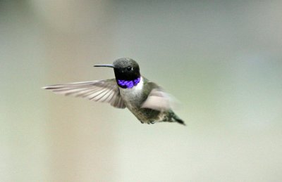 Black-chinned Hummingbird