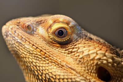 Bearded Dragon