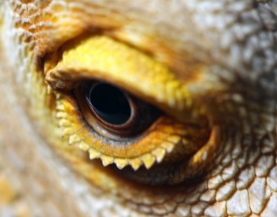 Bearded Dragon