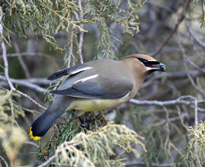 Cedar Waxwing