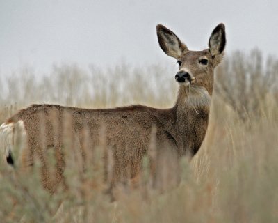 Mule Deer - Sun Lakes Area