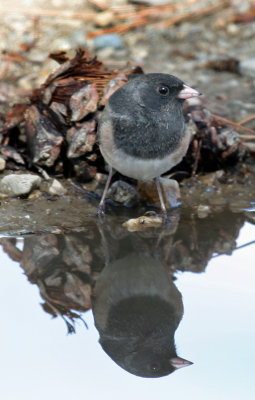Junco Relection