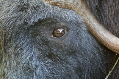 Oomingmak (Muskox)