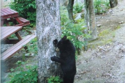 Et d'autres à quatre pattes
