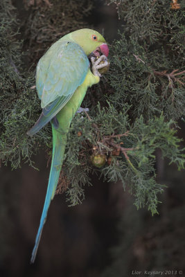 Rose-ringed Parakeet_8123