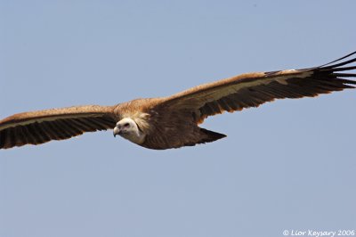 Griffon Vulture