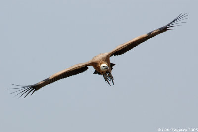 griffon_vulture