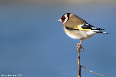 goldfinch