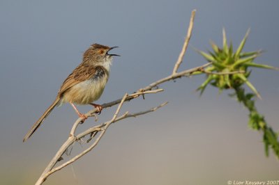 graceful prinia_2