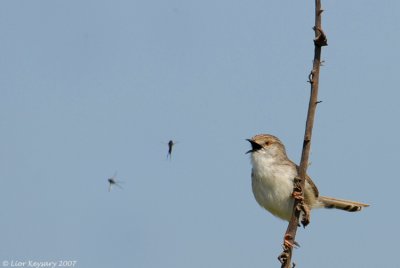 graceful prinia 1