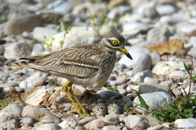 Stone - curlew 2