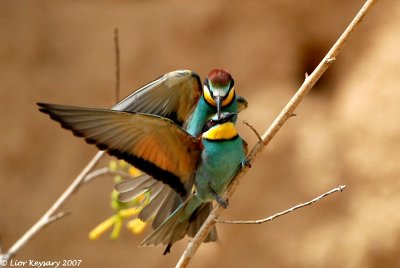 European Bee-eater 2