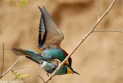 European Bee-eater 1