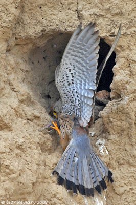 Common Kestrel with a prey delivery