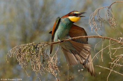 European Bee-eater_6854