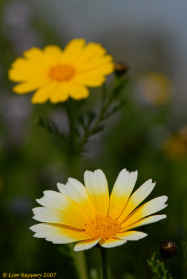 chrysanthemum_7118