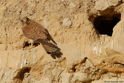 Common Kestrel _3985
