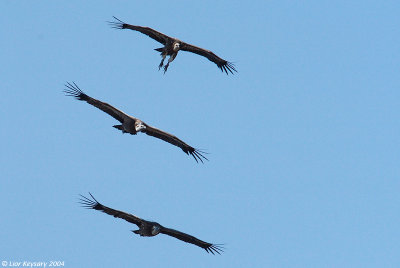 Griffon Vulture_1029