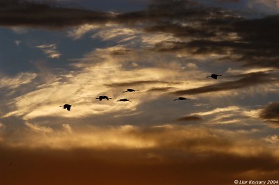 Cranes Sunset_6431